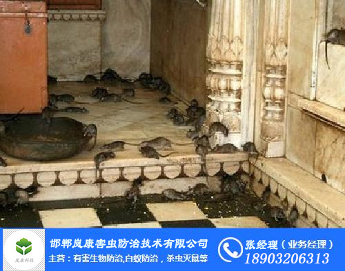 邯鄲滅白蟻、滅蟑螂，老鼠，蚊蟲(chóng)、蒼蠅13年實(shí)戰(zhàn)經(jīng)驗(yàn)